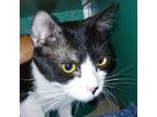 Adopt Chase a Domestic Short Hair