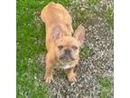 French Bulldog Puppy for sale in Ashland, OH, USA