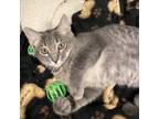 Adopt Neon a Domestic Medium Hair