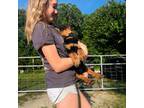 Rottweiler Puppy for sale in Zebulon, NC, USA