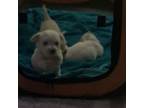 West Highland White Terrier Puppy for sale in Aurora, CO, USA