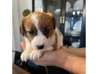 Parson Russell Terrier Puppy for sale in Wharton, NJ, USA