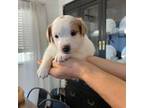 Parson Russell Terrier Puppy for sale in Wharton, NJ, USA