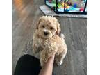 Maltipoo Puppy for sale in Suffolk, VA, USA