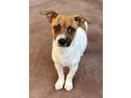 Adopt Wookie a Parson Russell Terrier, Mixed Breed