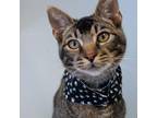 Adopt Mews a Abyssinian, Domestic Short Hair