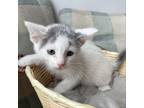 Adopt Pear a Domestic Short Hair