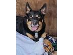 Adopt Zeus a Australian Cattle Dog / Blue Heeler, Australian Kelpie