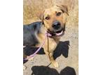 Adopt Pluto a Shepherd