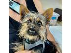 Adopt Kittle a Yorkshire Terrier, Mixed Breed