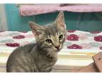 Adopt Timber a Domestic Short Hair