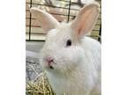 Adopt Slate a Bunny Rabbit, Dwarf