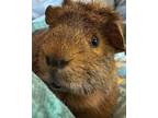 Adopt Rasmus a Guinea Pig