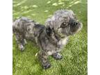 Adopt Loki a Shih Tzu