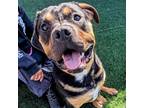 Adopt Frankie a Rottweiler, Pit Bull Terrier