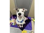Adopt Meelo a Pit Bull Terrier, Husky