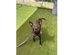 Adopt Francisco a Pit Bull Terrier, Mixed Breed
