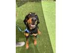 Adopt Henry a Hound, Mixed Breed