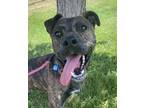 Adopt Morrie a Boxer, German Shepherd Dog