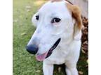 Adopt Tibbles a Hound, Mixed Breed