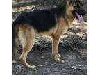 Adopt SAS-A-15195 a German Shepherd Dog