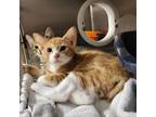 Adopt Eastwood 25479 a Domestic Short Hair