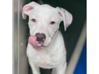 Adopt Grato a Pit Bull Terrier