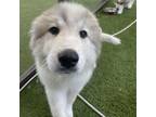 Adopt Mochi a Great Pyrenees