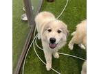 Adopt Mousse a Great Pyrenees