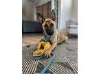 Adopt Thomas a Belgian Shepherd / Malinois, Mixed Breed