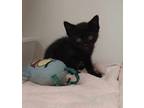 Adopt Tyrone a Domestic Short Hair