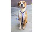 Adopt Boris a Mixed Breed