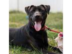 Adopt Hudson a Mixed Breed