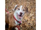 Adopt Speck a Mixed Breed