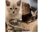 Adopt Jem and Harper a Siamese, Domestic Short Hair