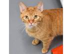 Adopt Dexter -- Bonded Buddy With Harvey a Domestic Short Hair