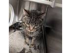 Adopt Glen Campbell a Domestic Short Hair