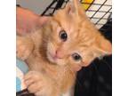 Adopt Taquito a Domestic Short Hair