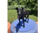 Adopt Bruce a Labrador Retriever