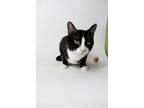 Adopt Mr. Noodle a Domestic Short Hair