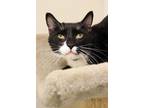 Adopt Sigmund a Domestic Short Hair