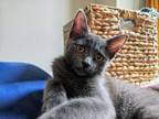 Adopt Yakko a Domestic Short Hair