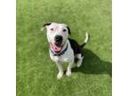 Adopt Ollie a Pit Bull Terrier
