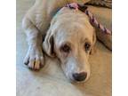 Adopt Popeye a Yellow Labrador Retriever