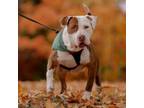 Adopt Cooper a Pit Bull Terrier