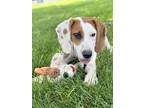 Adopt Jack a Beagle, Basset Hound