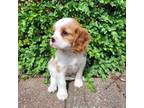 Cavalier King Charles Spaniel Puppy for sale in Penn Yan, NY, USA