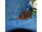 Miniature Pinscher Puppy for sale in Harrisonburg, VA, USA