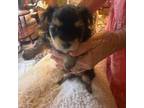 Maltese Puppy for sale in Orange, TX, USA