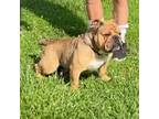 Bulldog Puppy for sale in Mill Spring, NC, USA